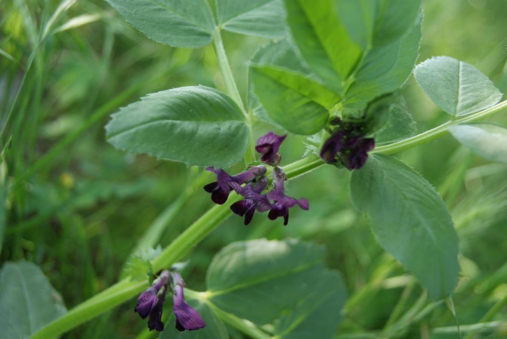 Vicia narbonensis subsp. serratifolia / Veccia narbonensis